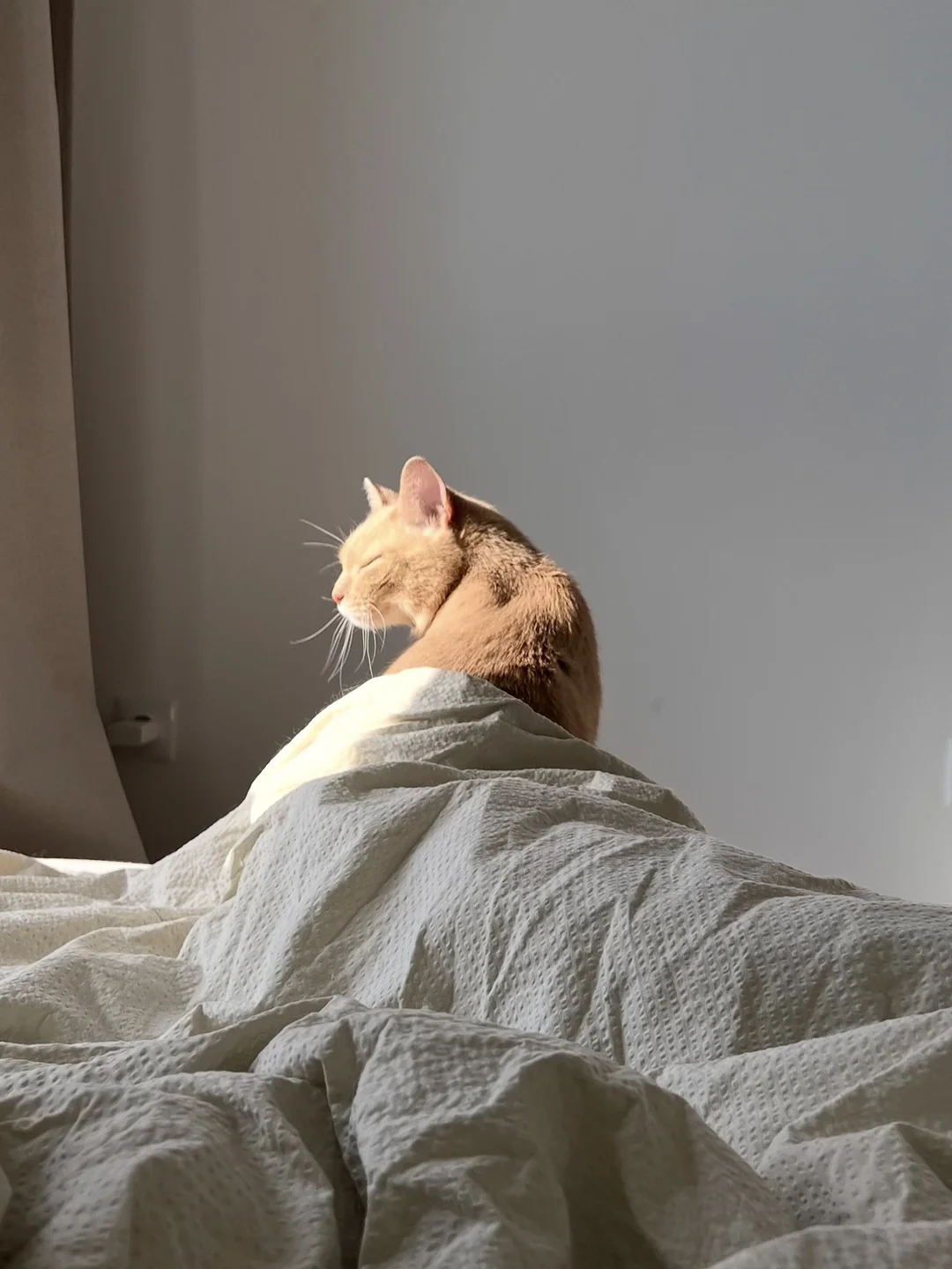 автито котята