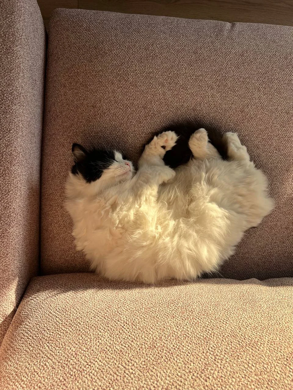 взять котенка личный опыт